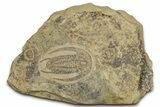 Early Cambrian Trilobite (Perrector) - Tazemmourt, Morocco #355771-1